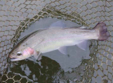 曇り→雨→雪 ～大安トラウトレイク～